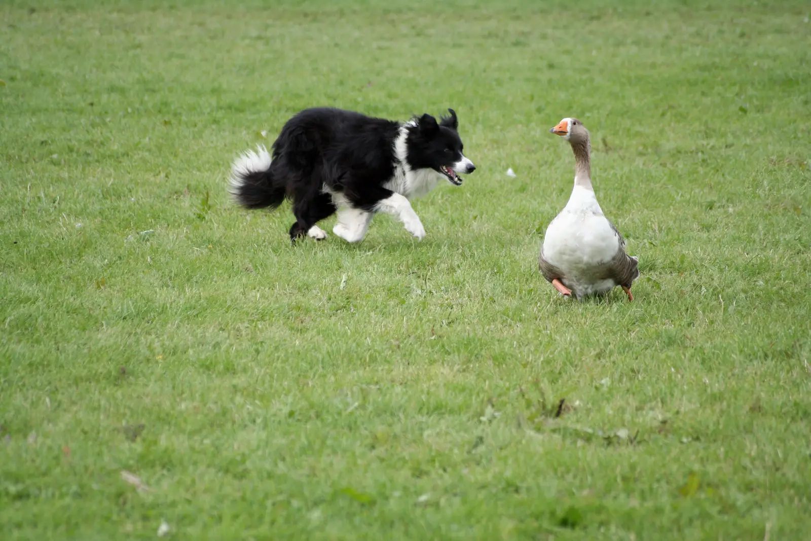 Plumage, molt, and mobility