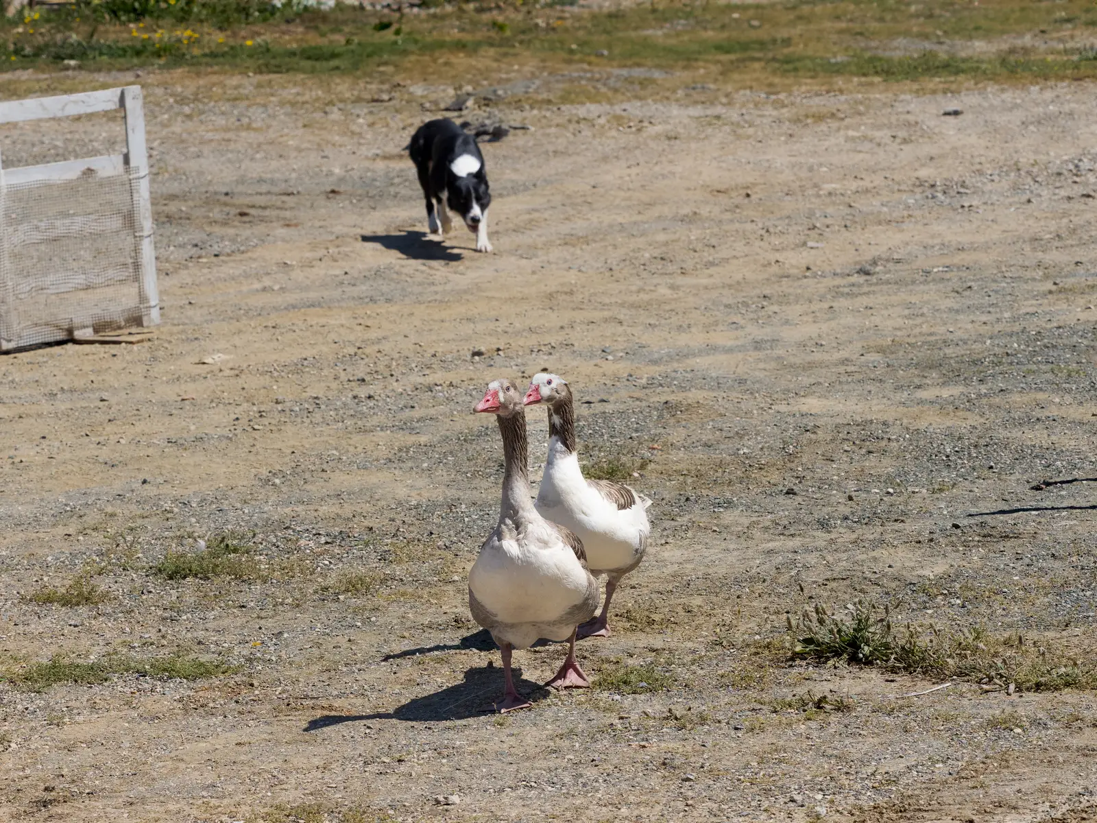 How dog-led clearing works