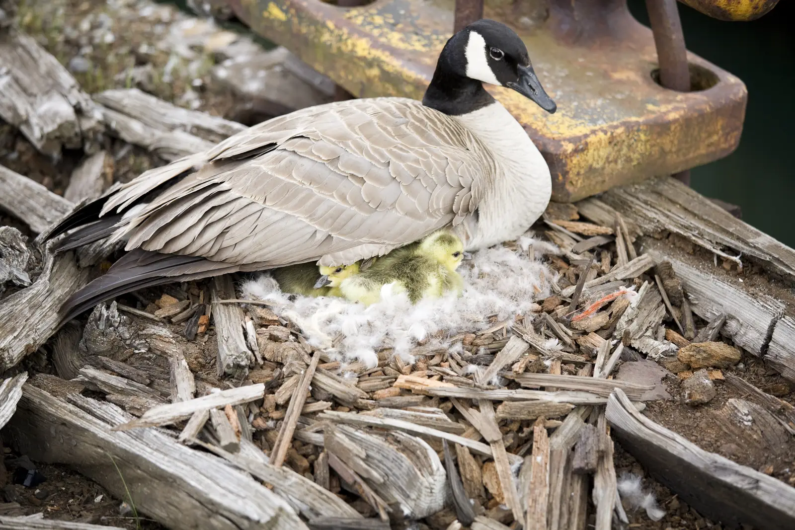 Canada geese behavioral and habitat modification