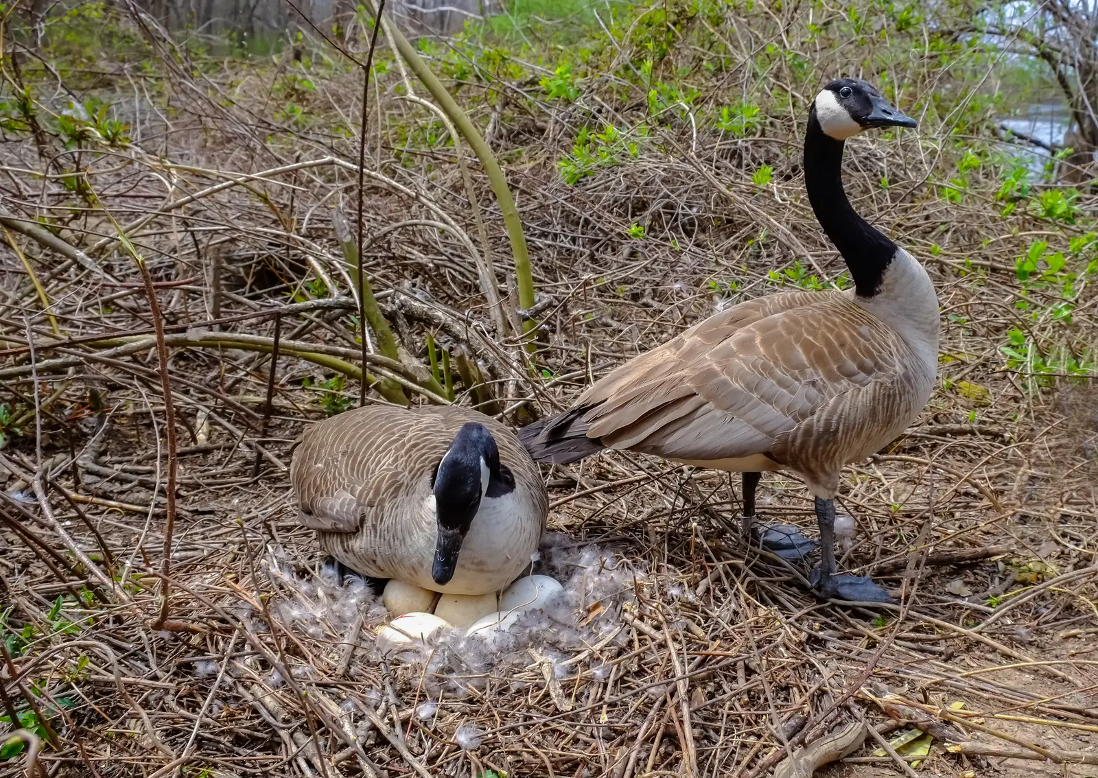 Why geese pick the sites they do