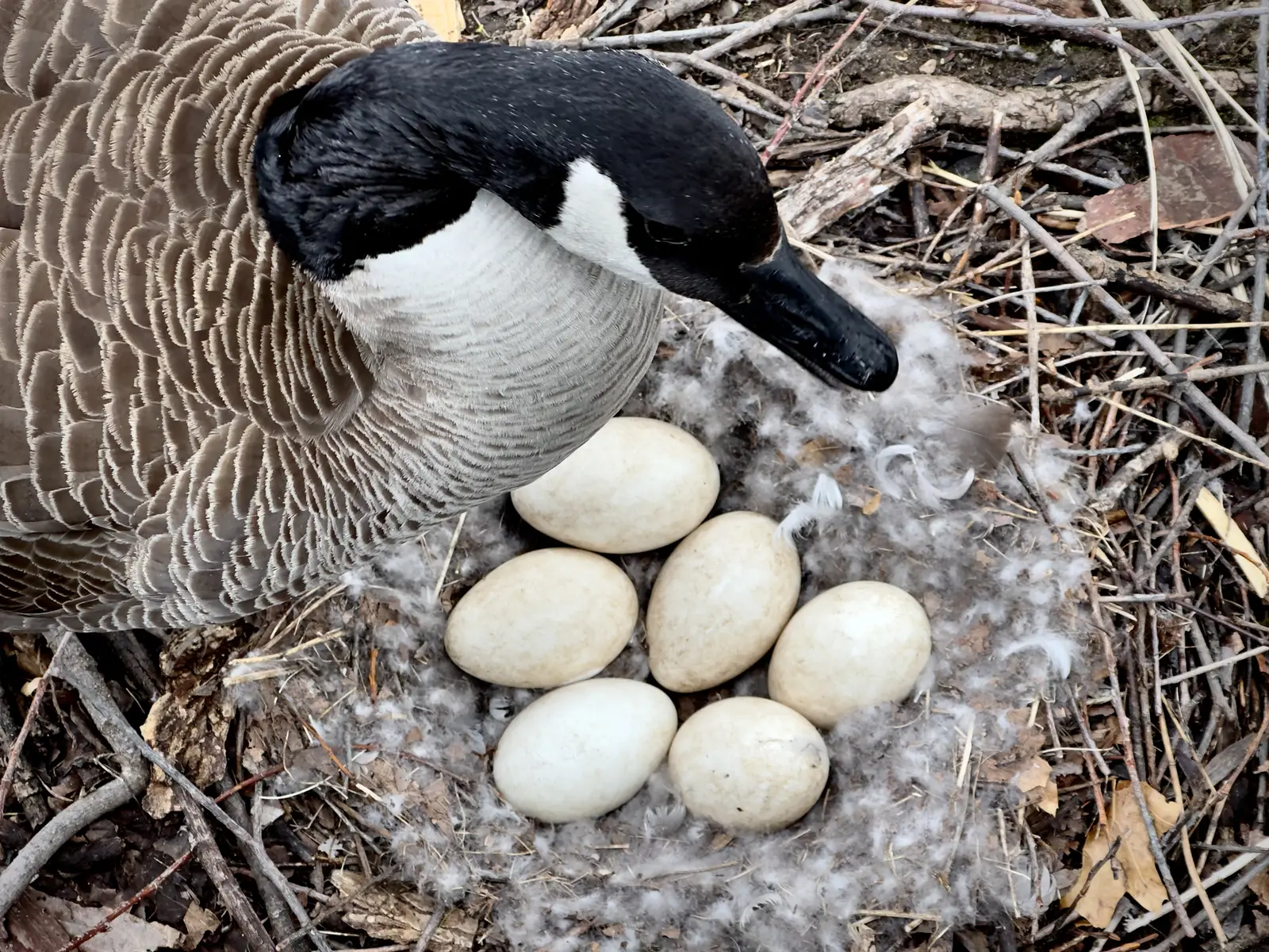 Canada geese habitat and behavioral modification across NJ, NY & CT