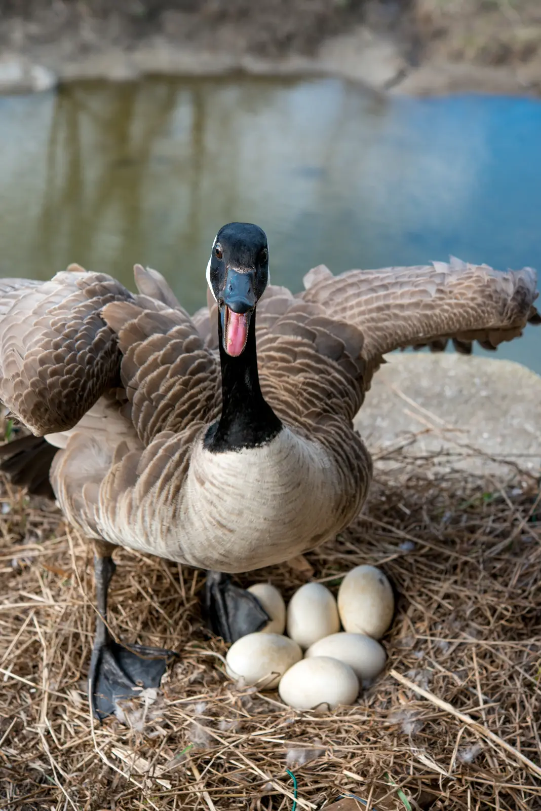 Why public spaces attract geese