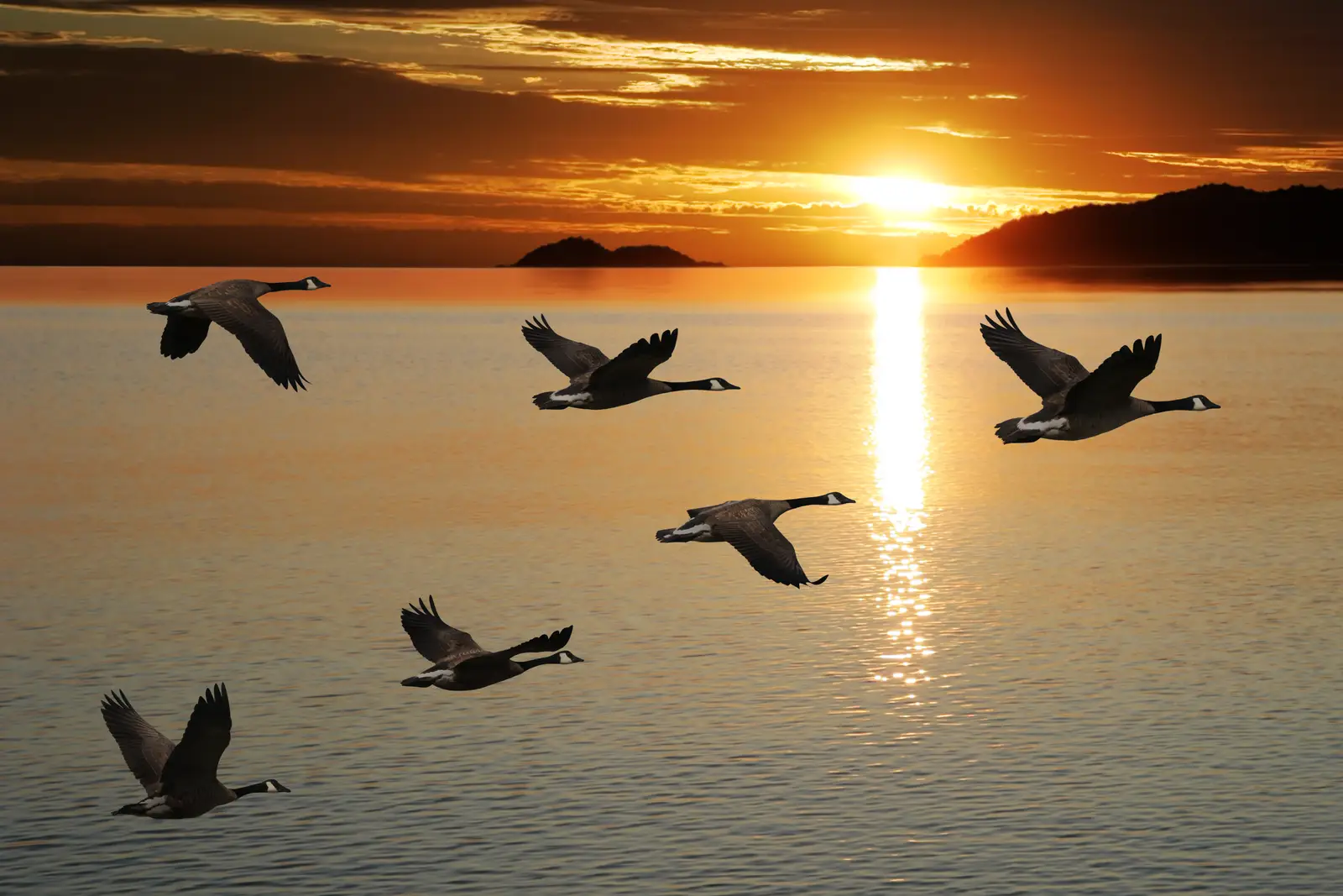 Separating myth from fact on Canada geese and human health