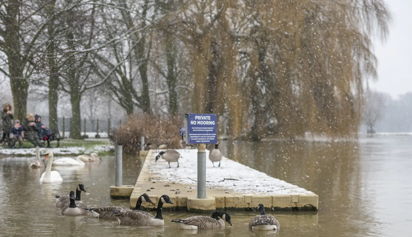 The real cost of Canada geese property damage