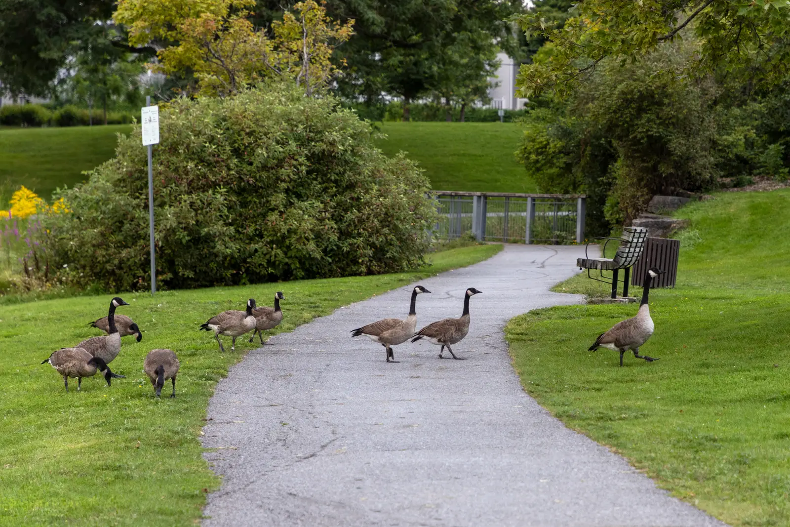 What is legal when geese are causing damage