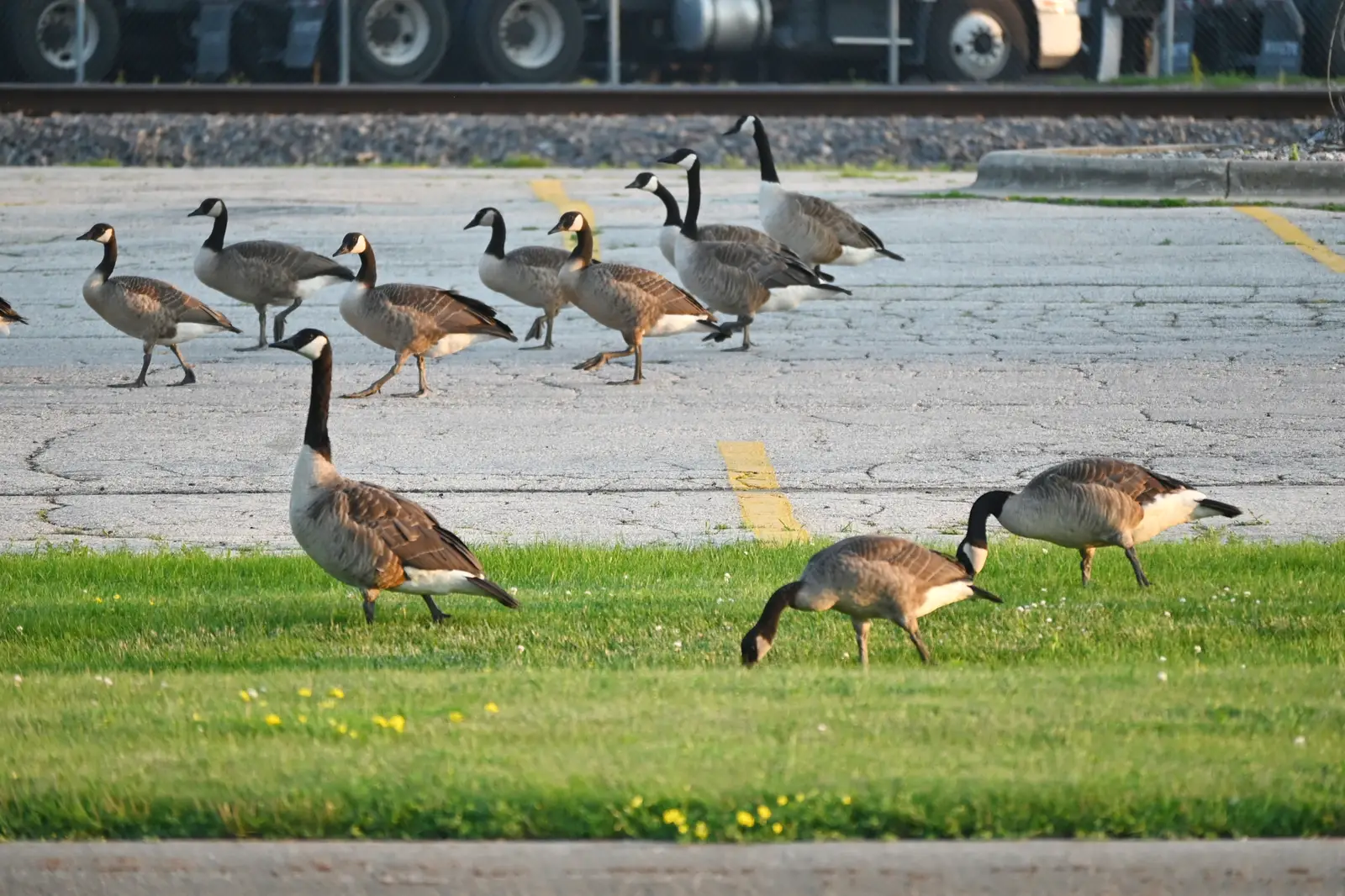 Why geese keep coming back to the same yard