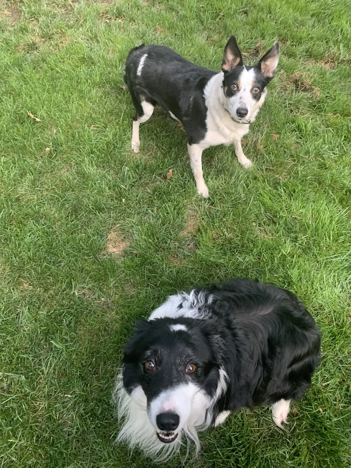 How the dogs get results