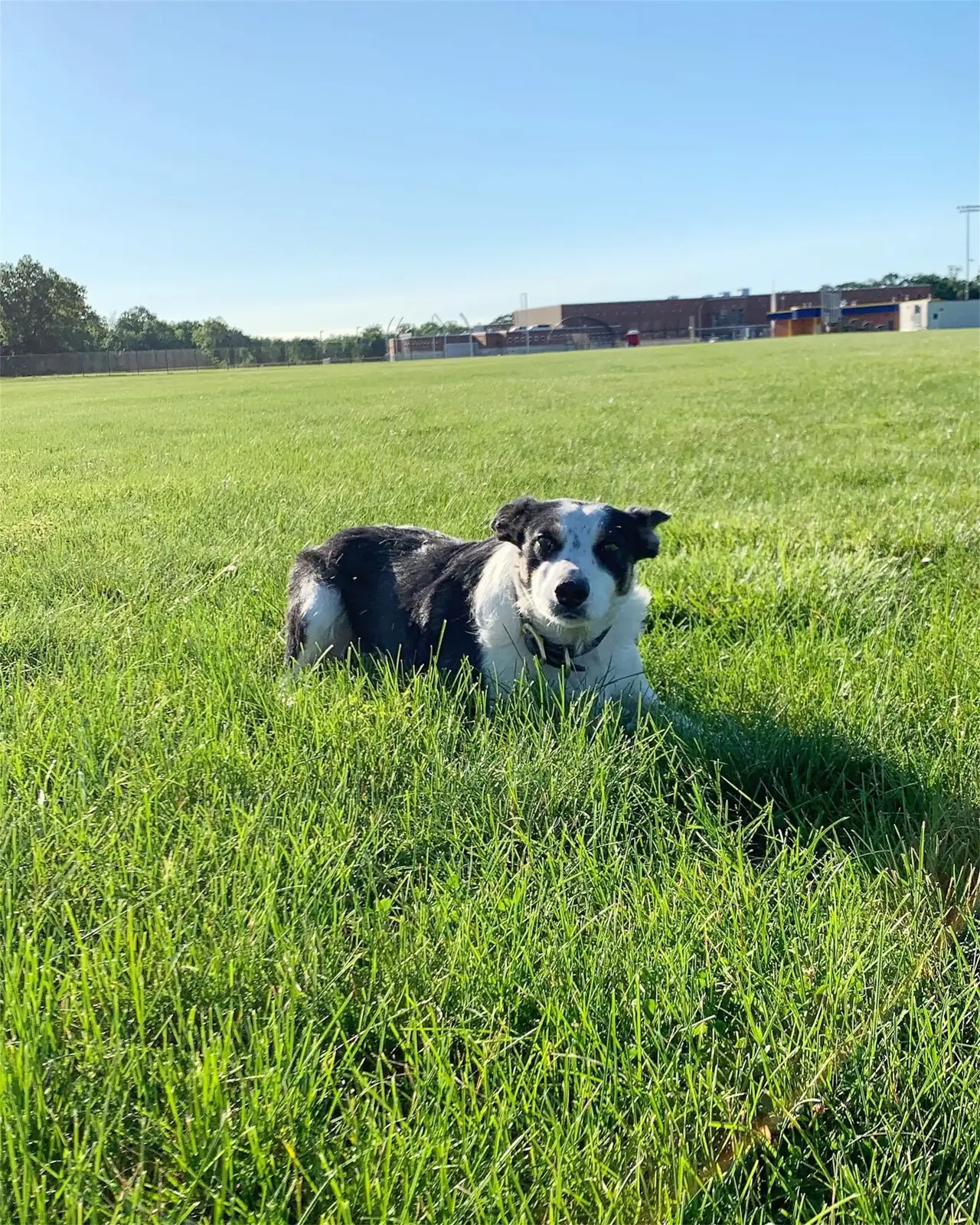 How a chasing dog program runs