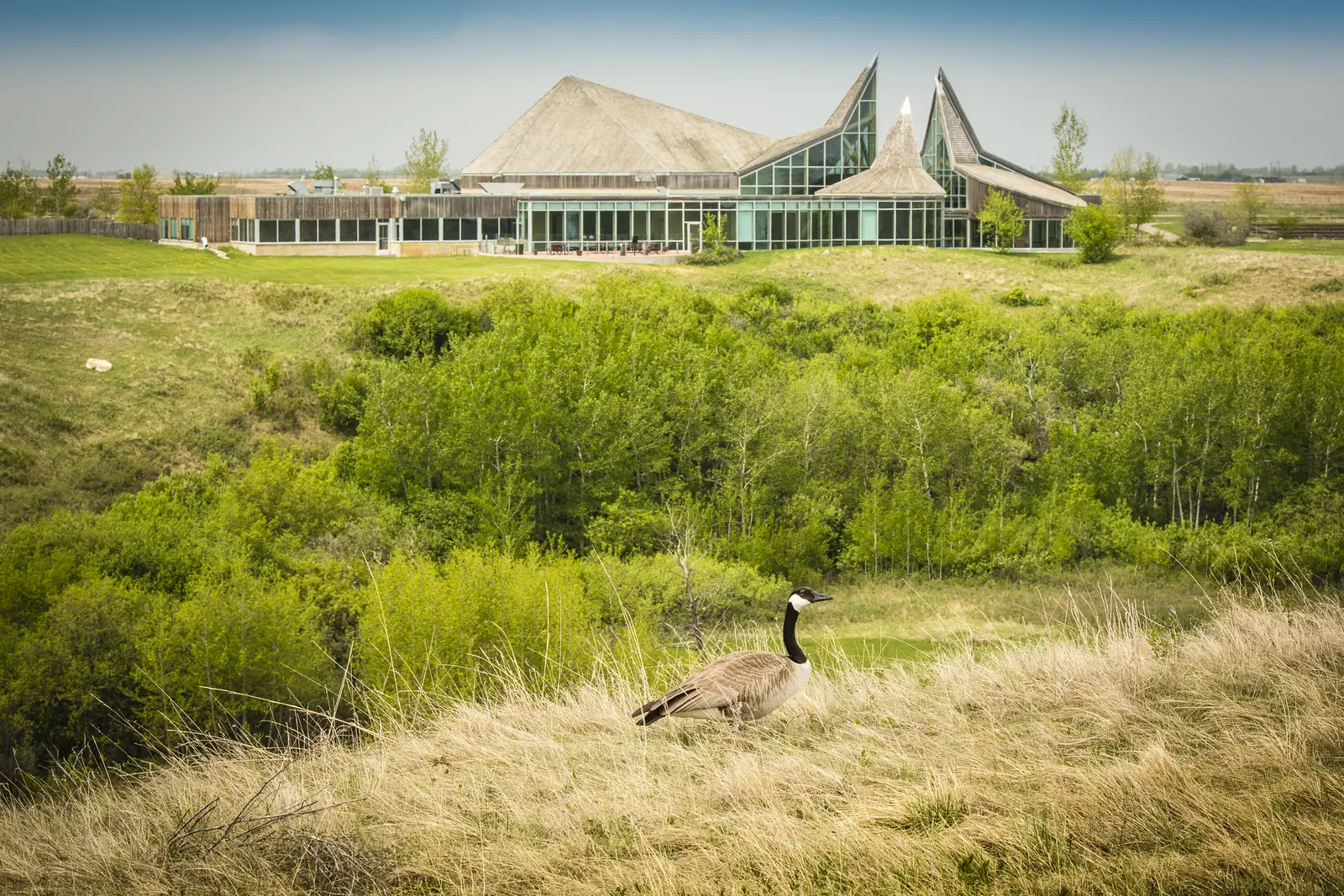 Canada geese control for catering halls and wedding facilities