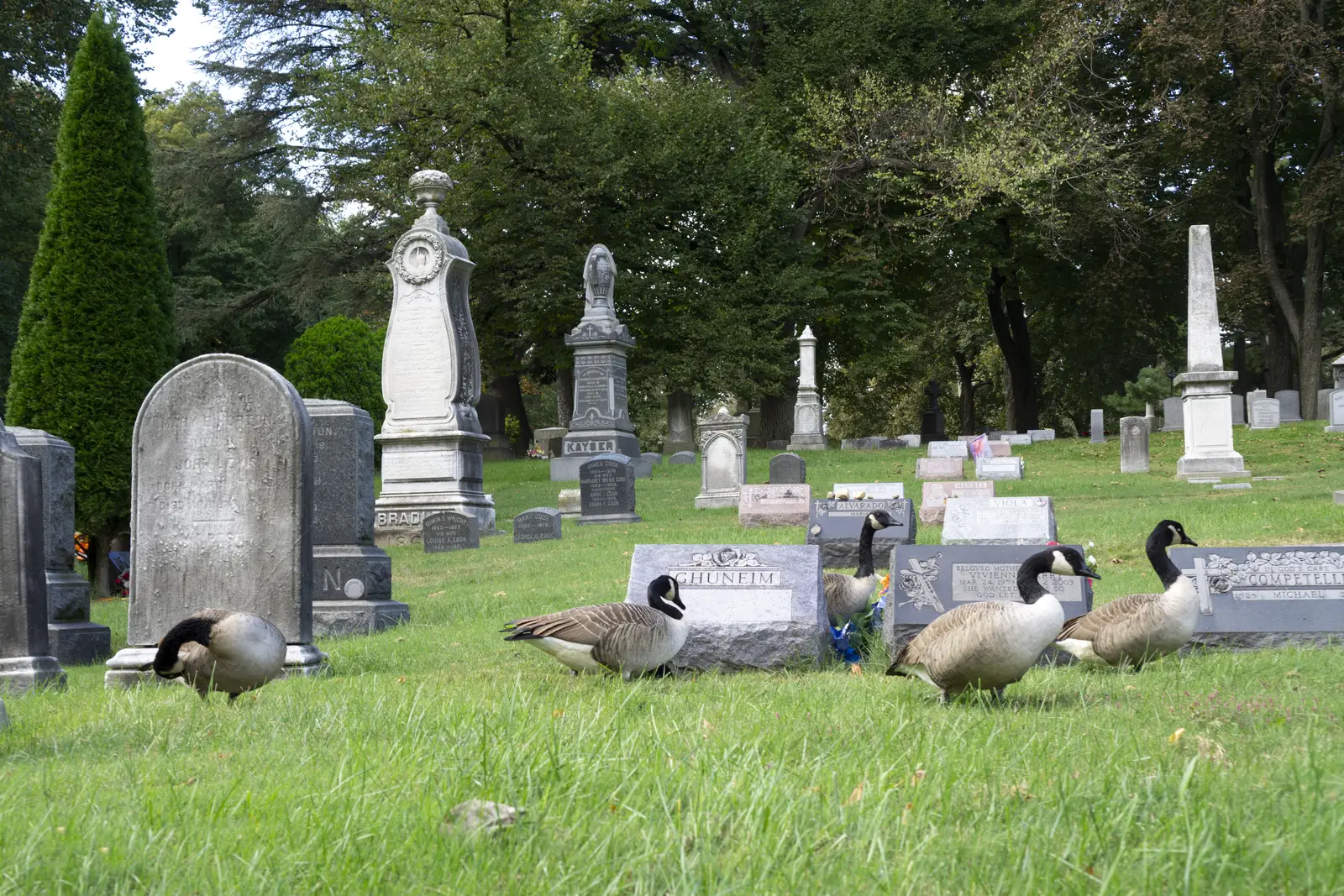Canada geese control for cemeteries