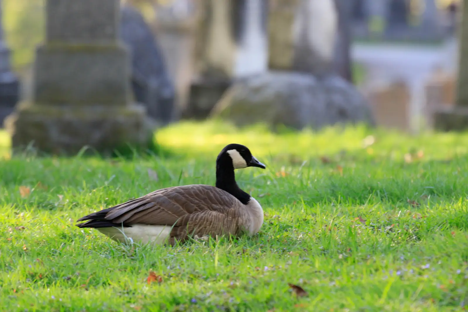 Why cemetery grounds attract geese