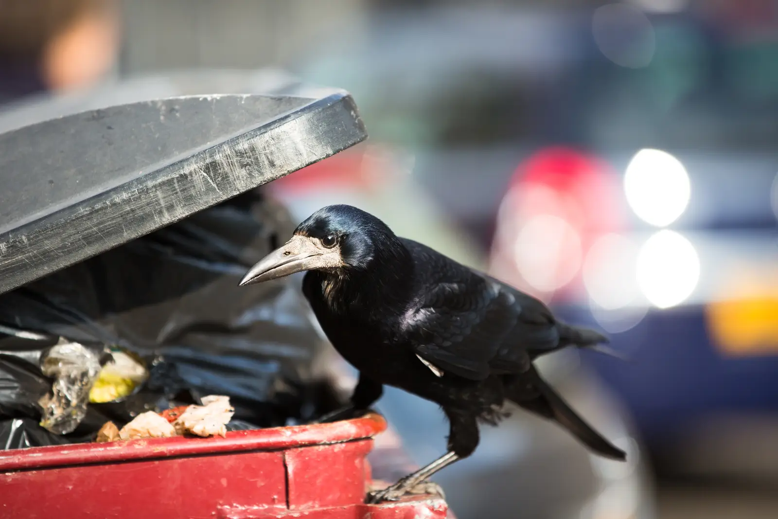 Commercial crow control across NJ, NY & CT