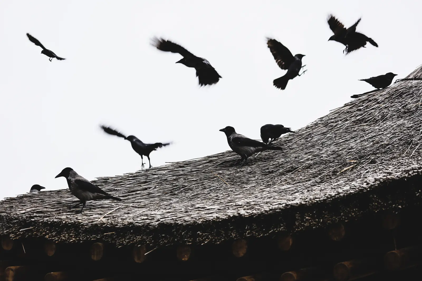 Where crows roost, and why they return