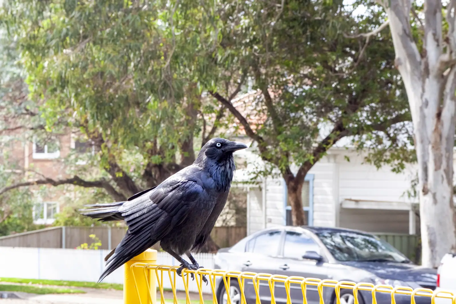 How a crow control job runs