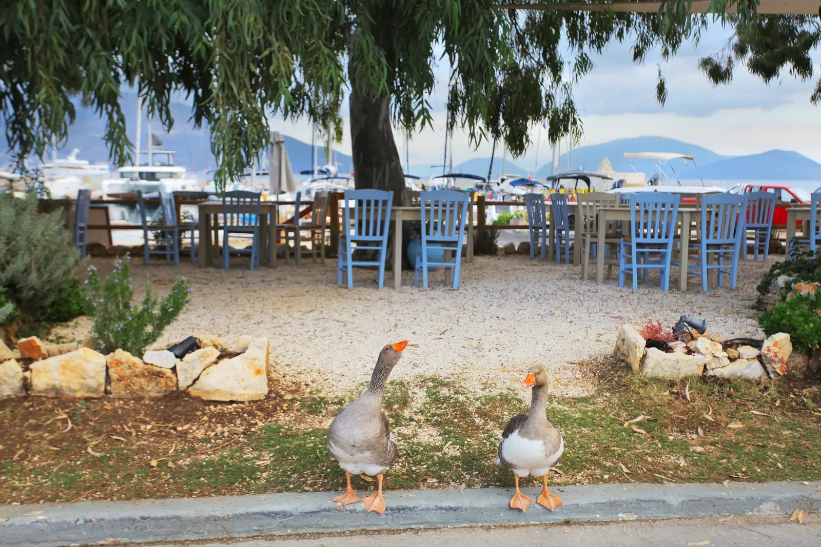 Canada geese control for docks and marinas
