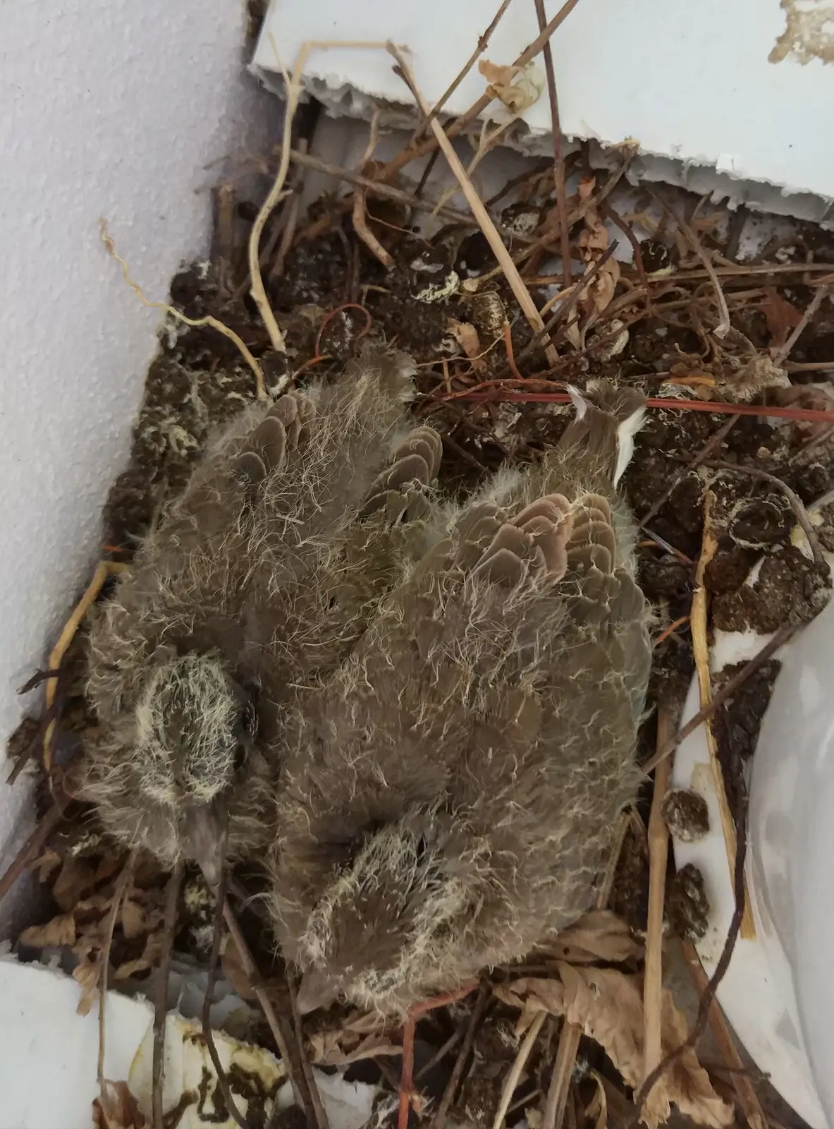 Commercial dove control across NJ, NY & CT
