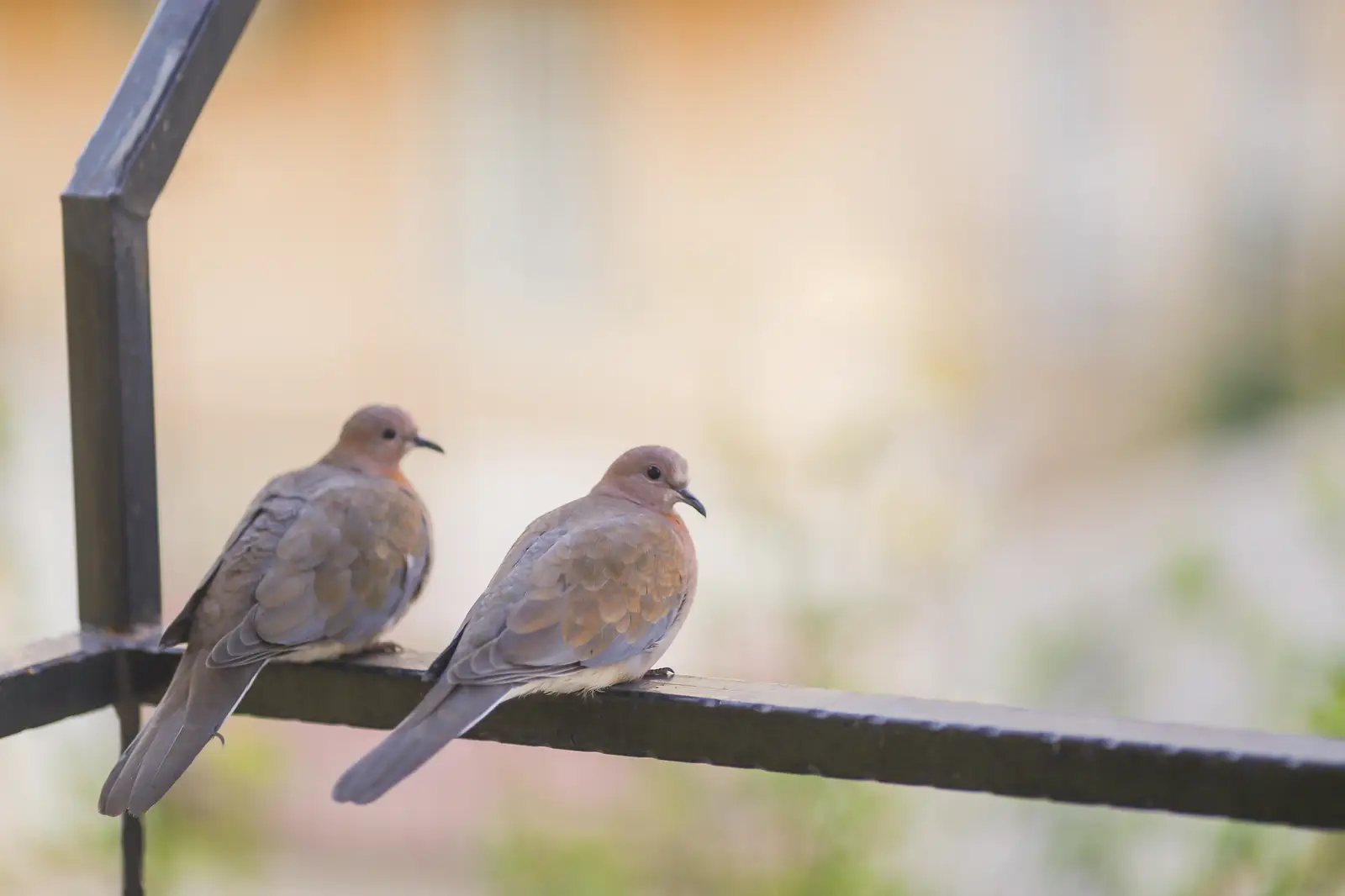 Where doves roost, and why they come back