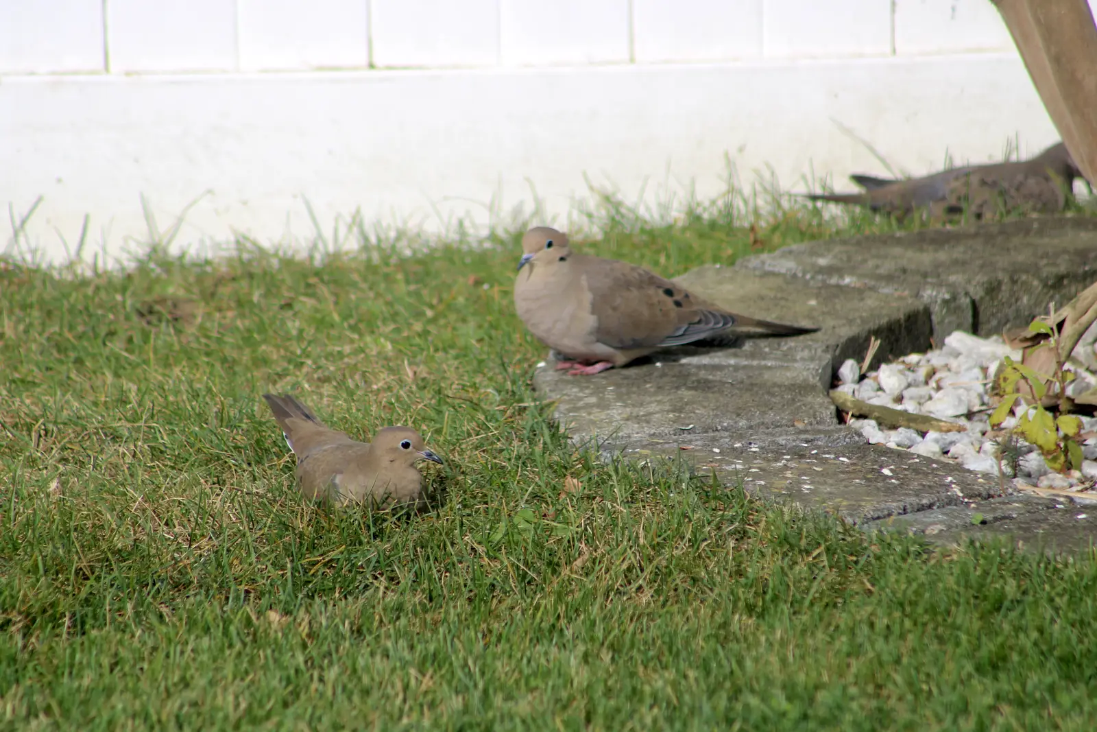 How a dove control job runs