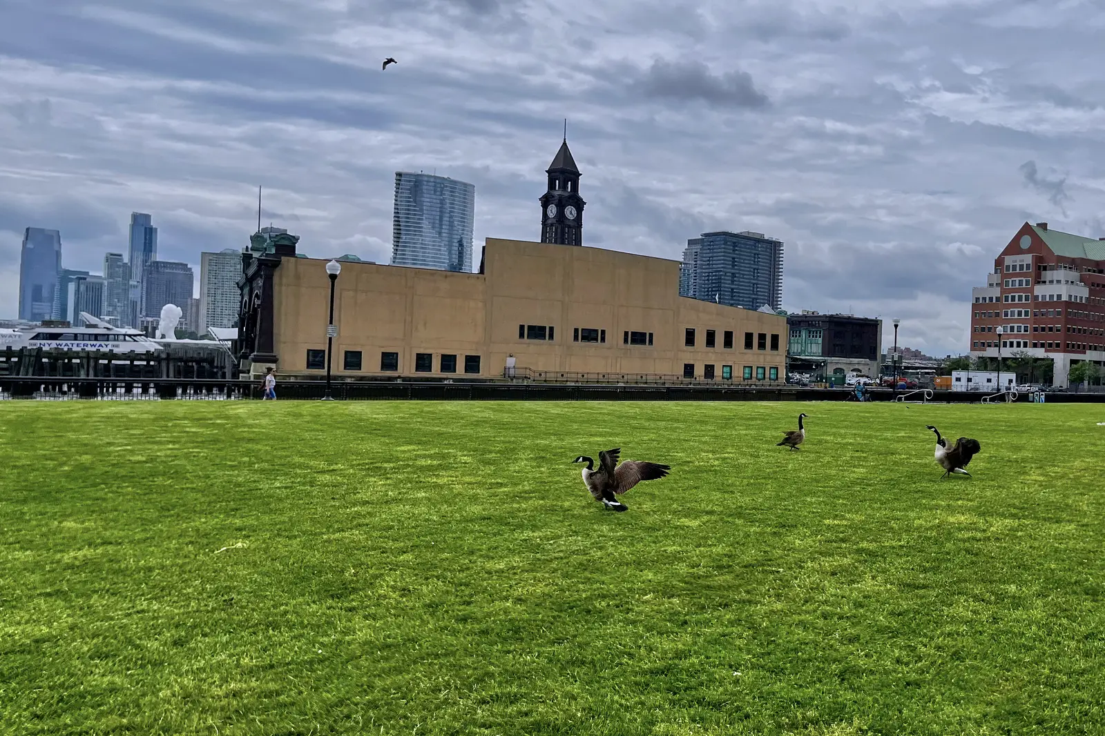 Canada geese control for arenas, stadiums, and concert venues
