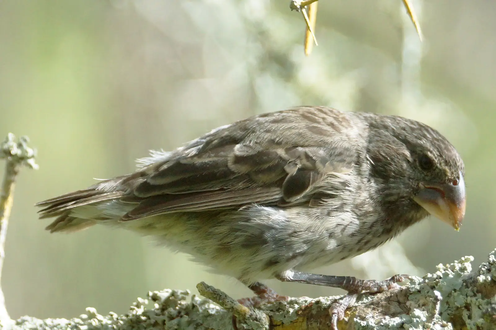 Commercial finch control across NJ, NY & CT