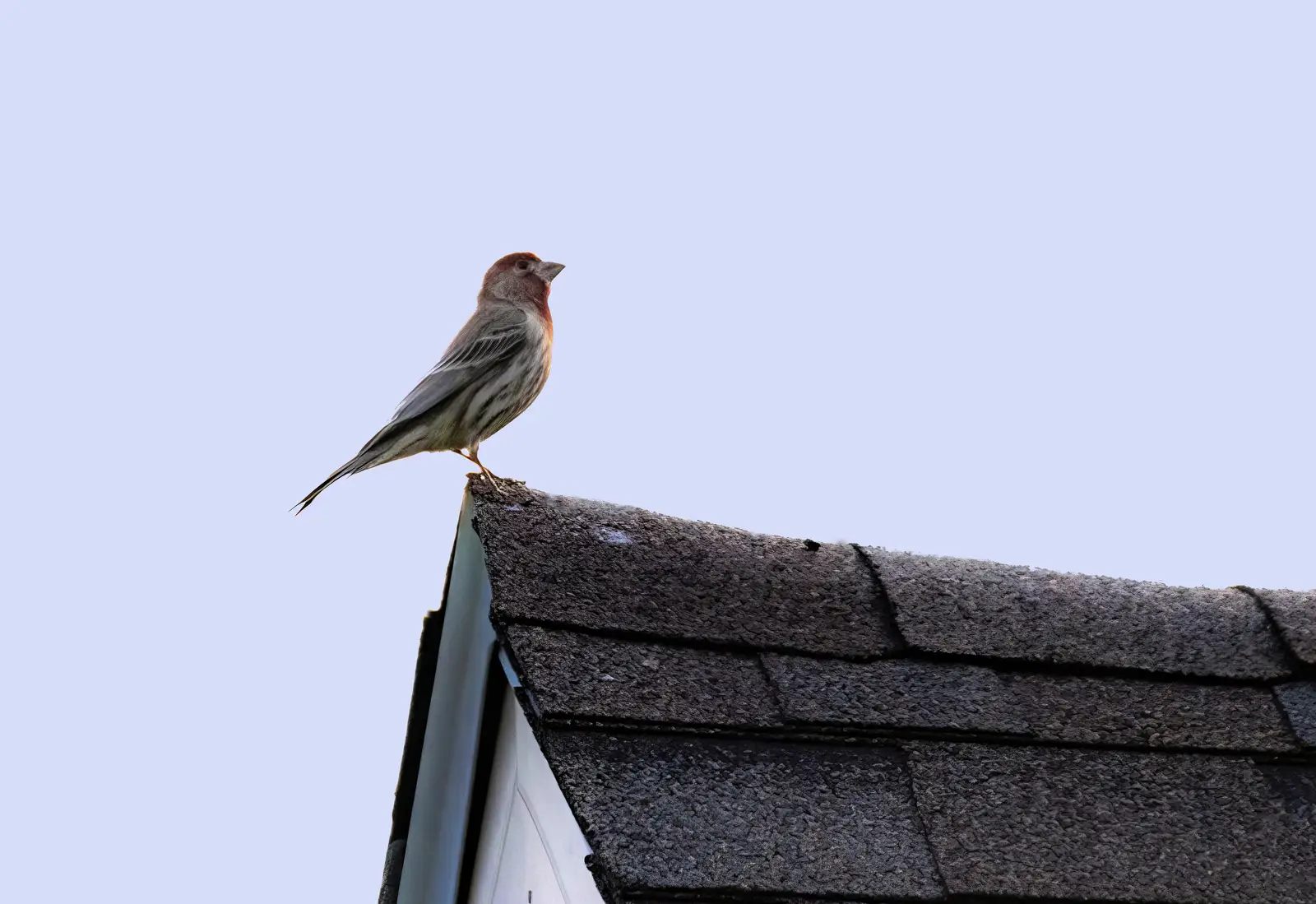 Where finches nest, and why they come back