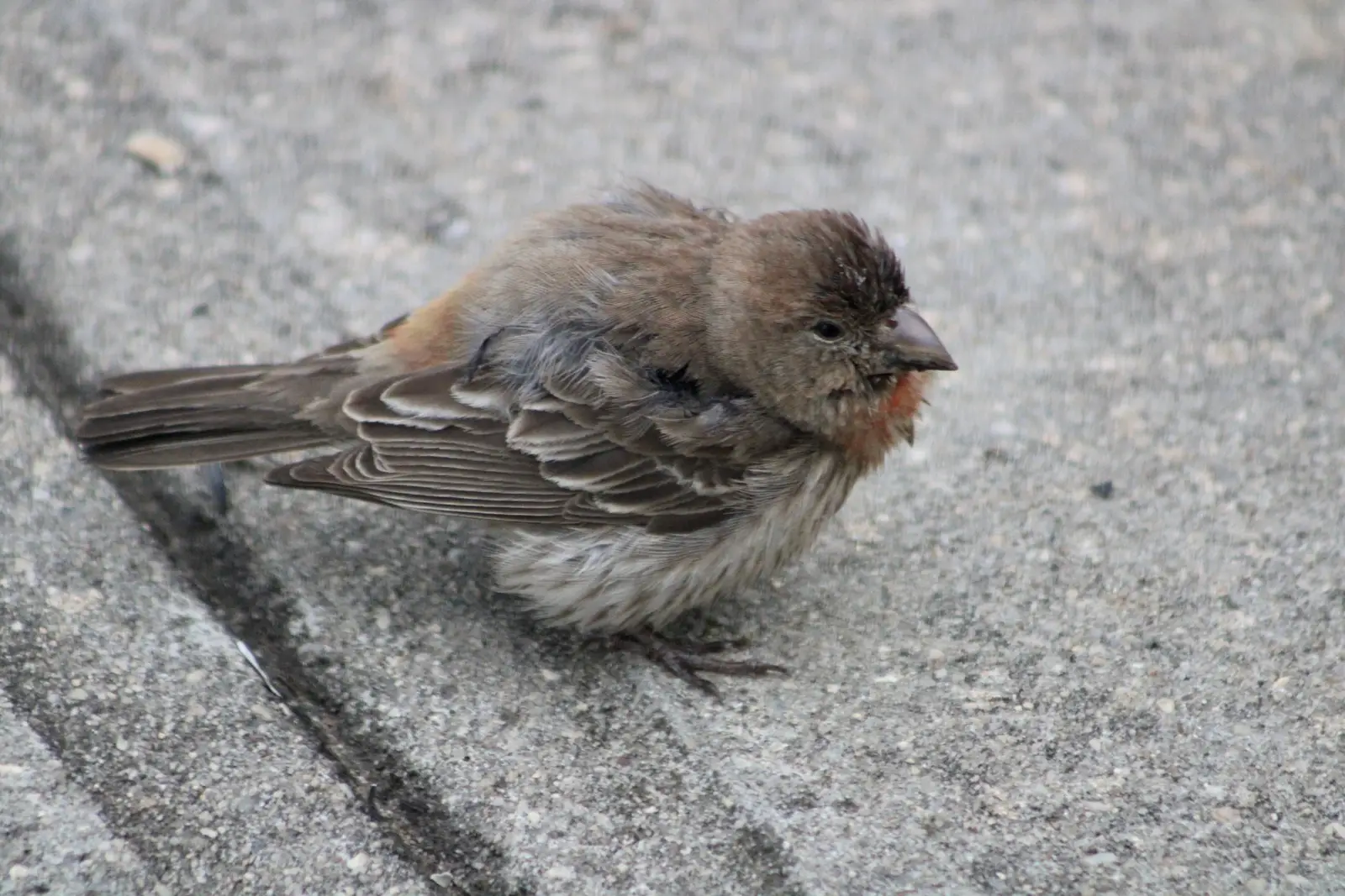 How a finch control job runs