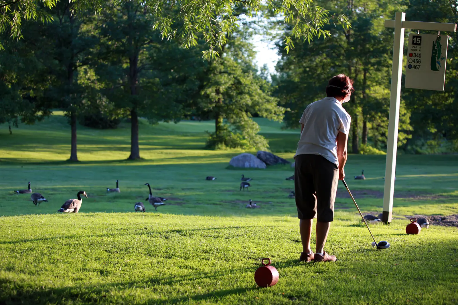 Canada geese control for golf courses