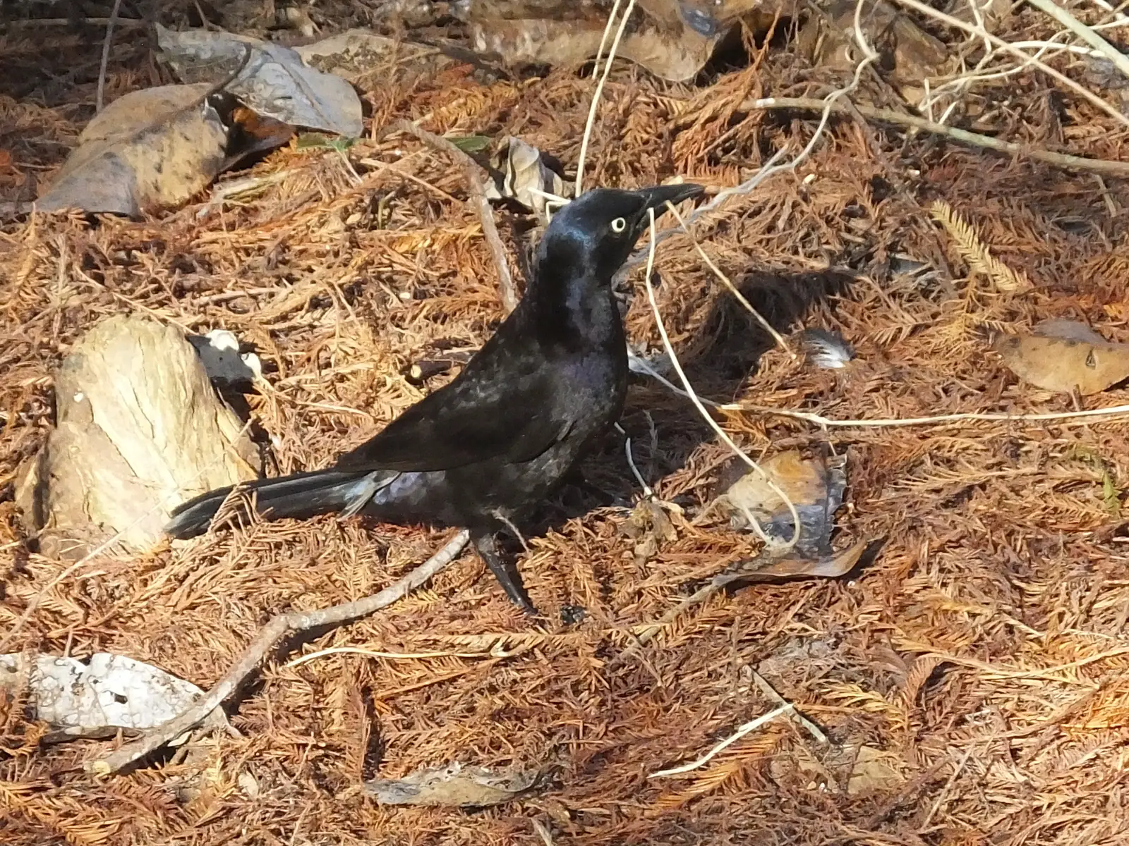 Commercial grackle control across NJ, NY & CT