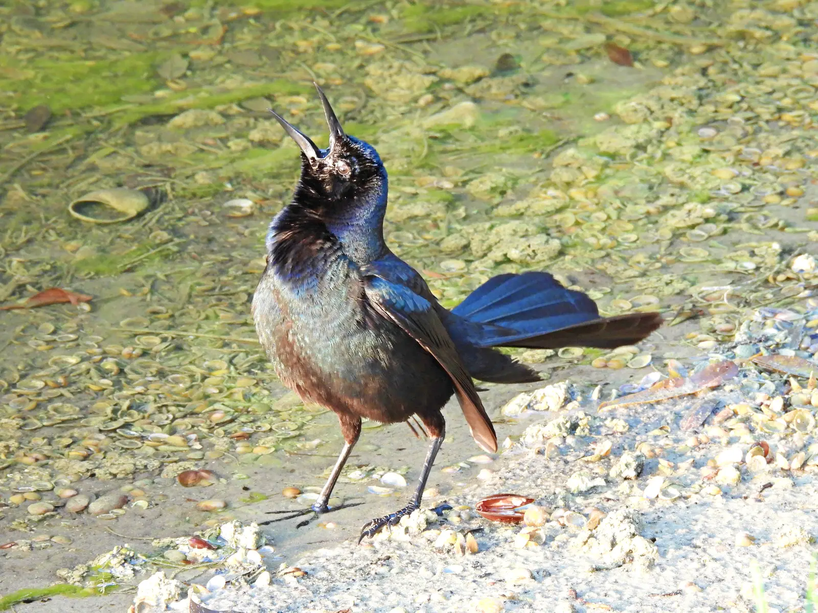 Where grackles gather, and why they come back