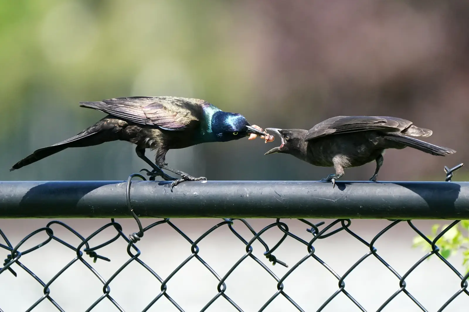 How a grackle control job runs