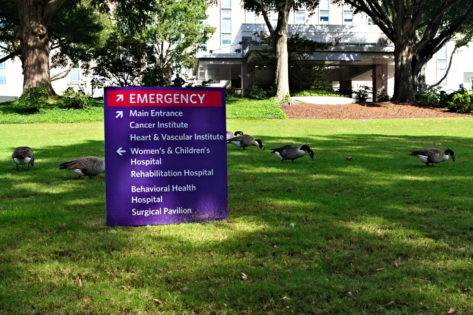 Canada geese control for healthcare facilities
