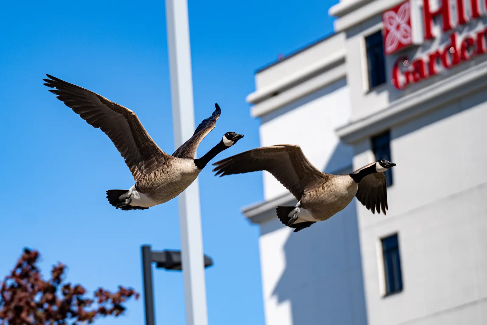 Canada geese control for hotels and lodging properties