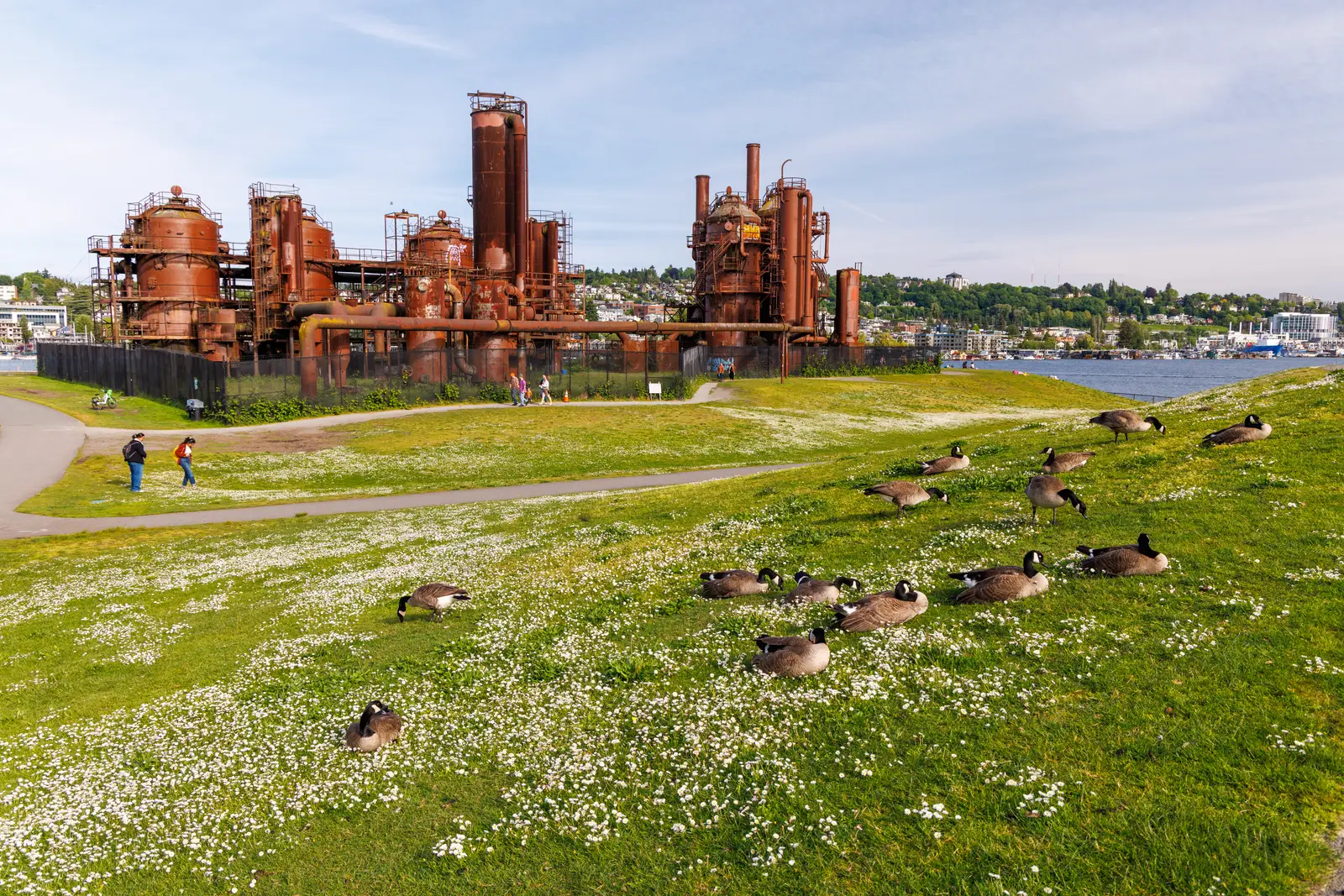 Canada geese control for industrial sites