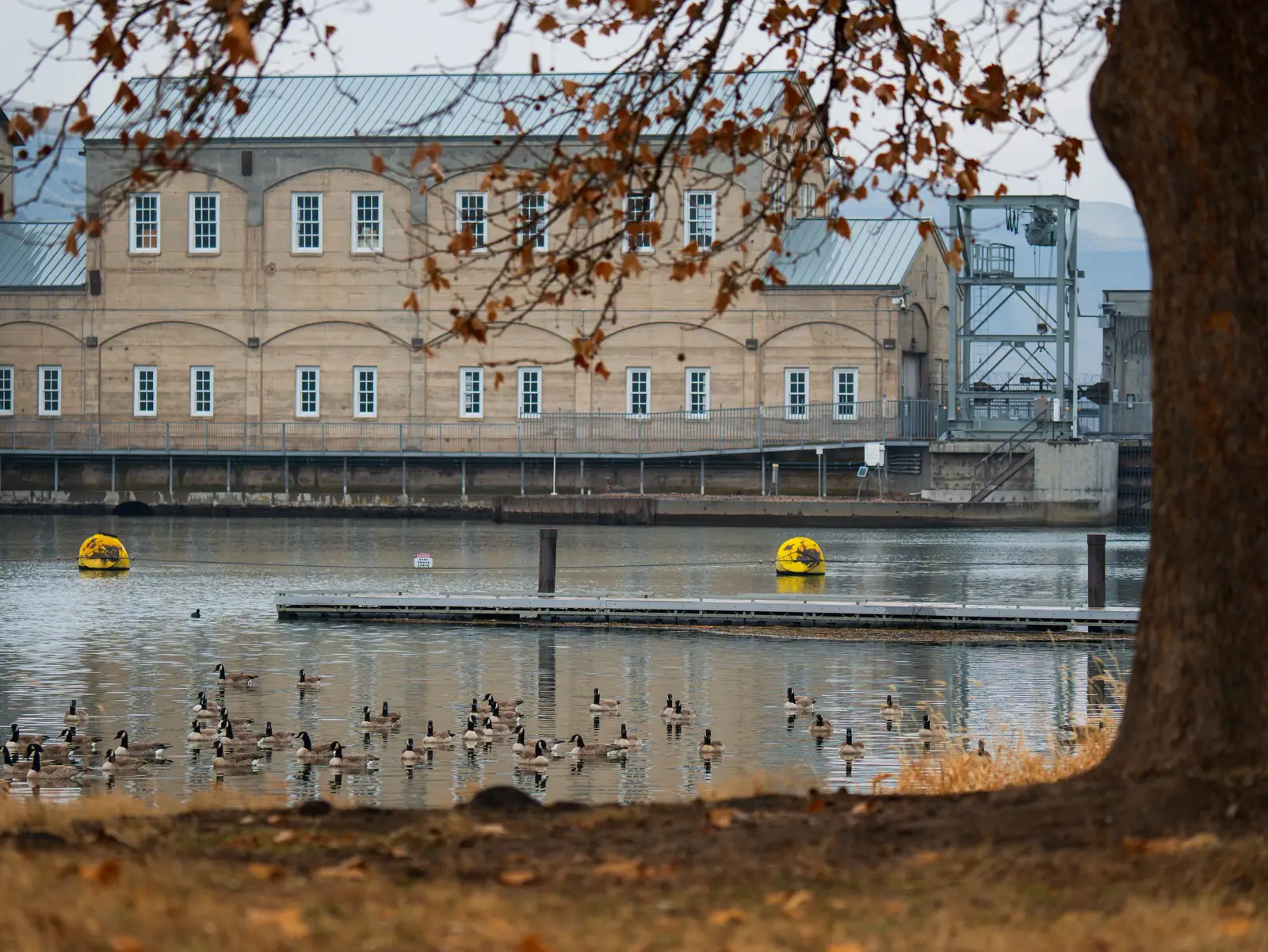 Where geese settle on an industrial site