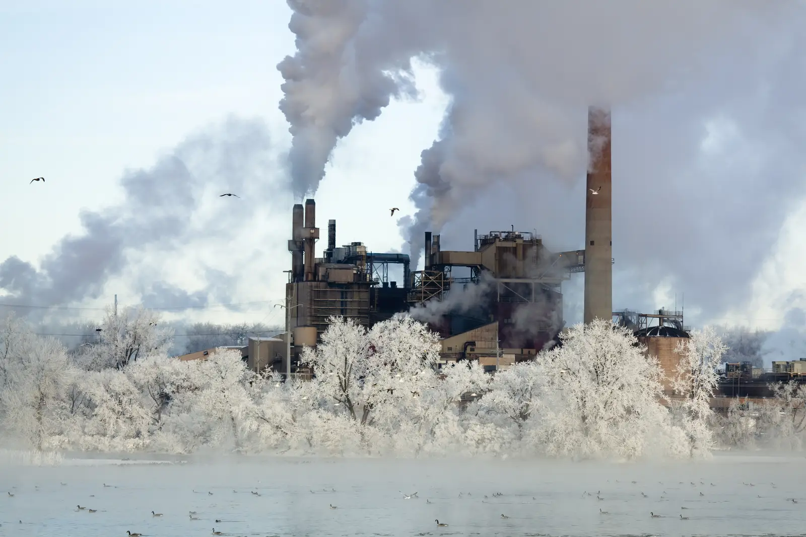 Canada geese control for manufacturing facilities