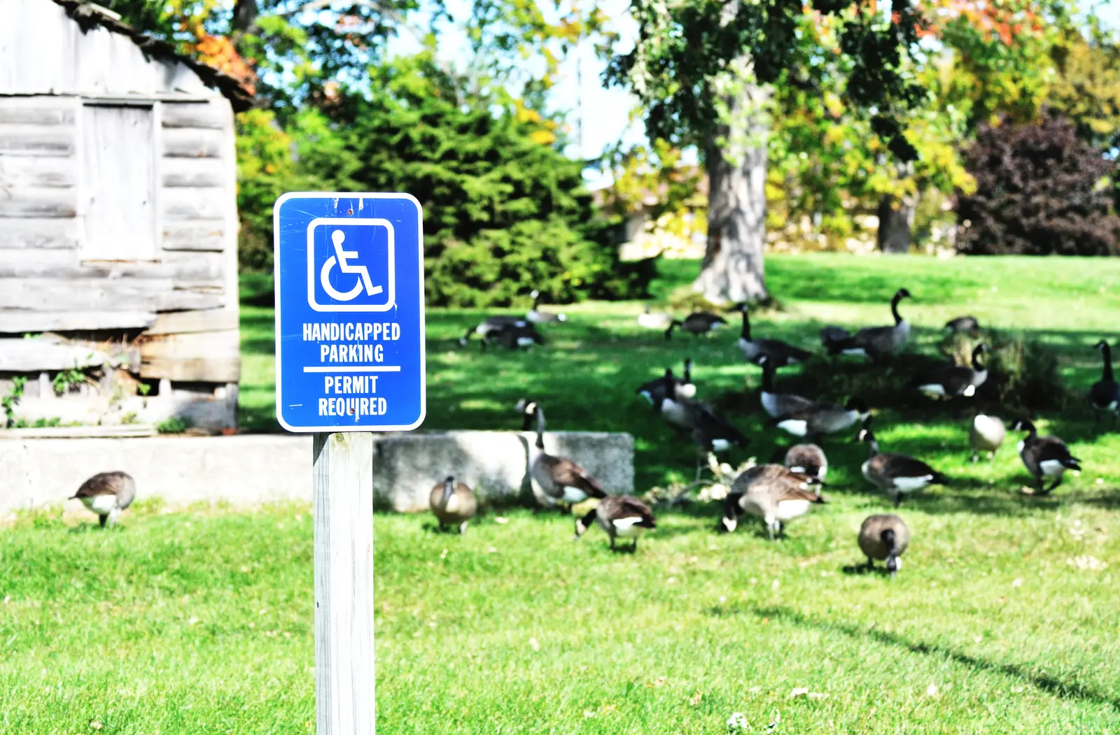 Canada geese control for nature centers
