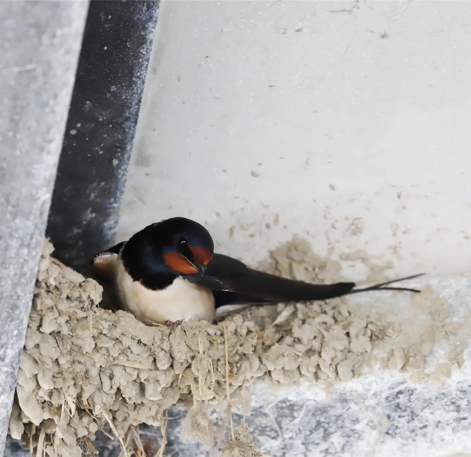 Protecting homes and businesses from damage and disease