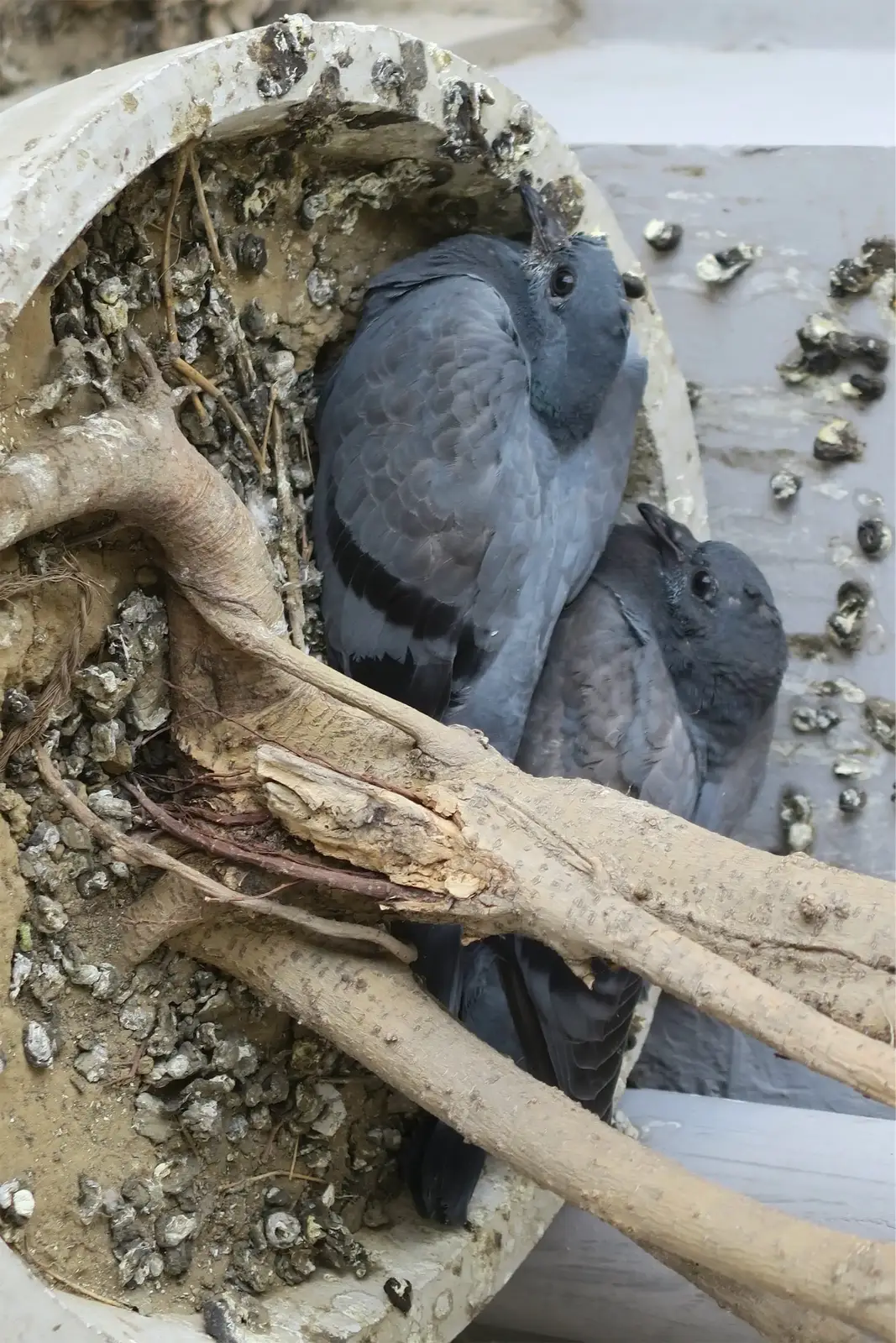 Where historic architecture invites nesting