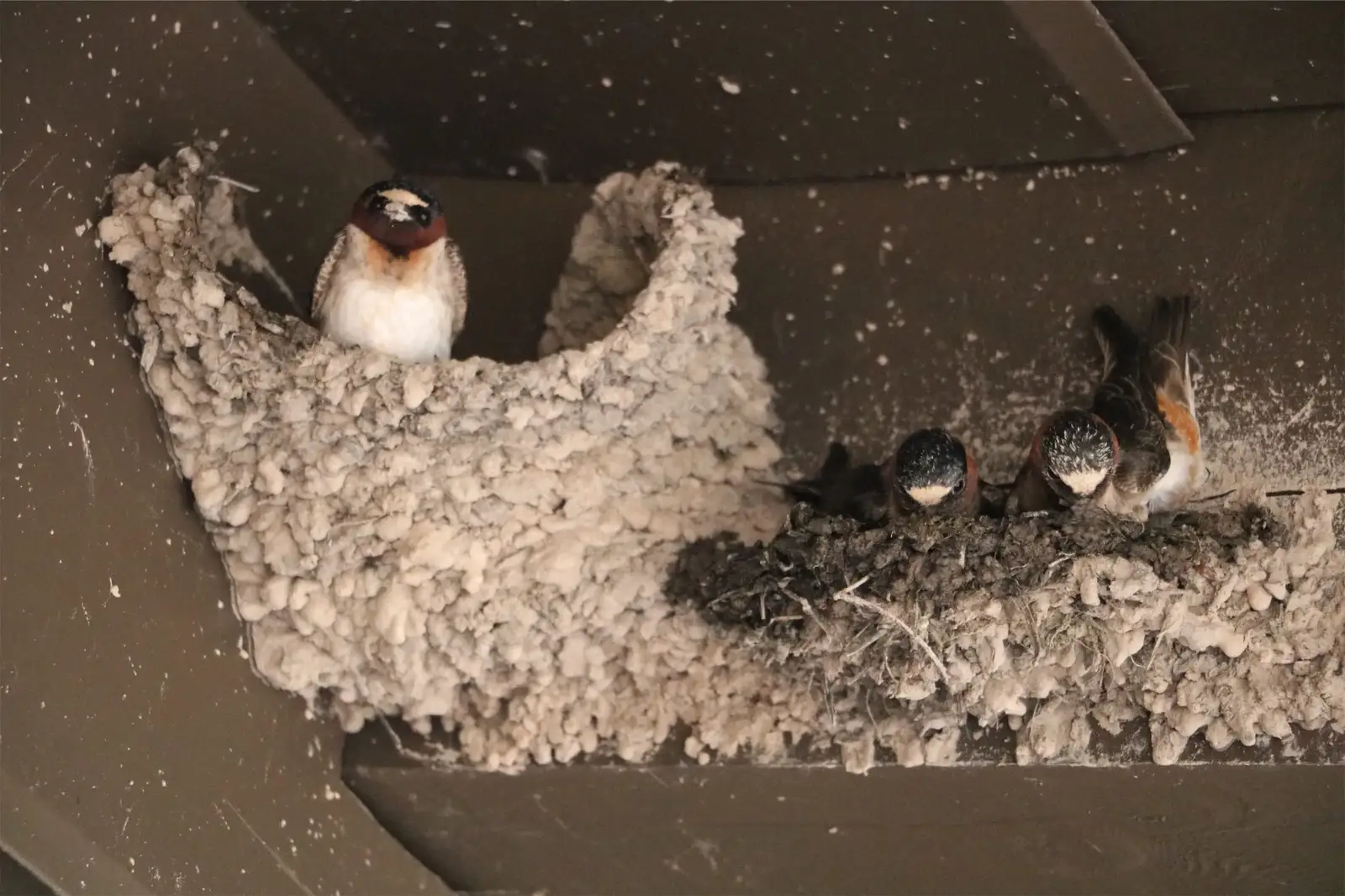 Where bird problems show up across a portfolio