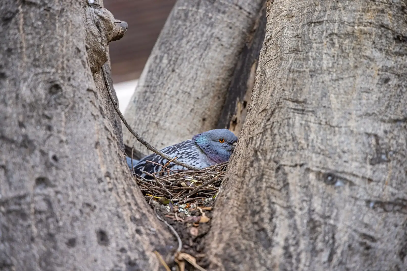Where droppings threaten pool sanitation and safety