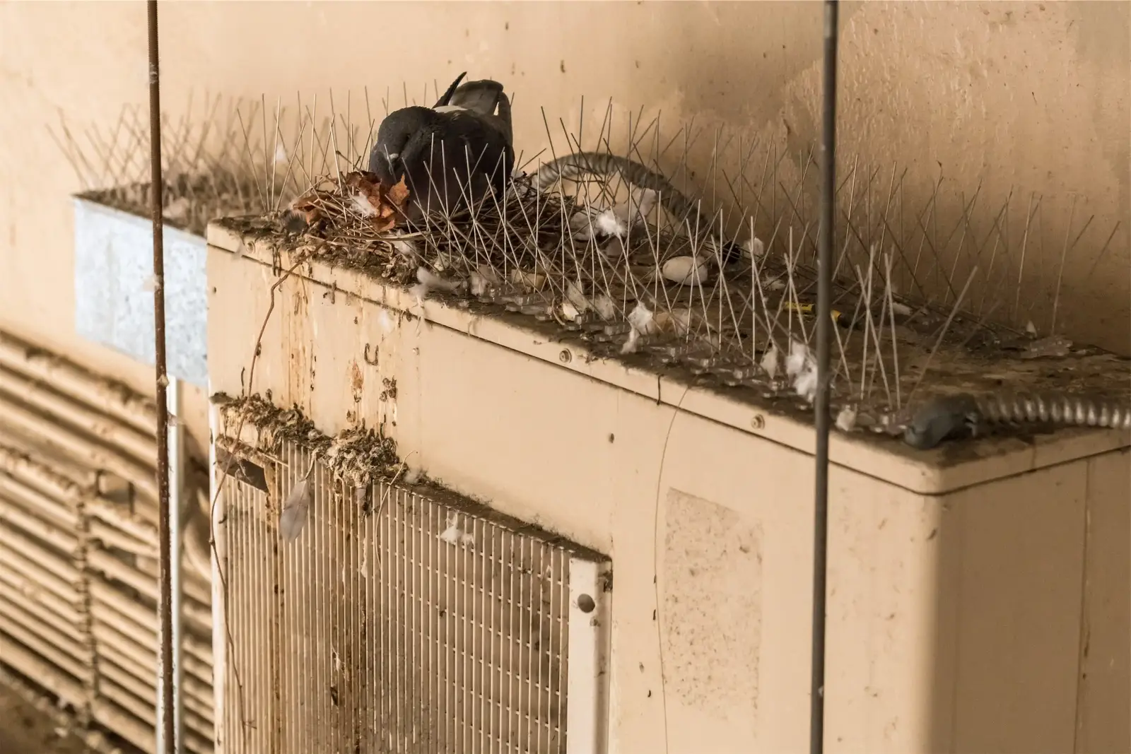 Where birds settle around a home