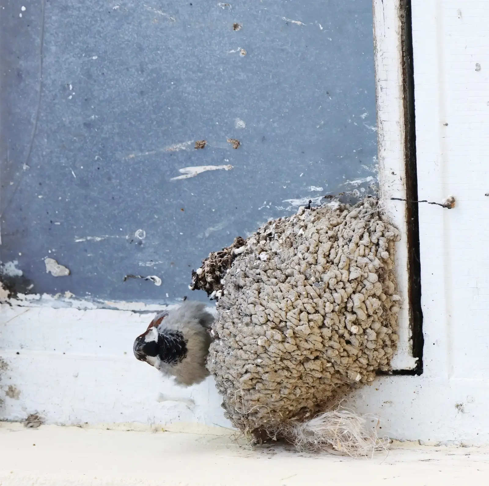Where birds cause problems at food service properties