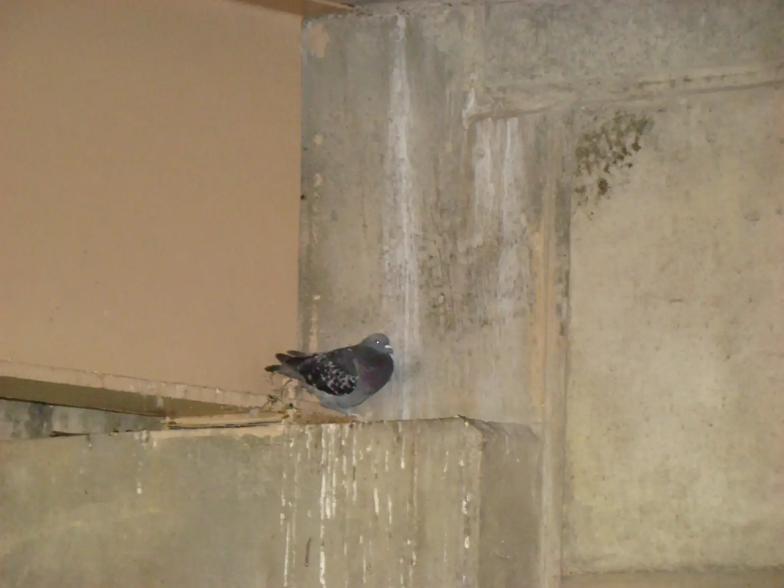 Where birds settle on flat roofs