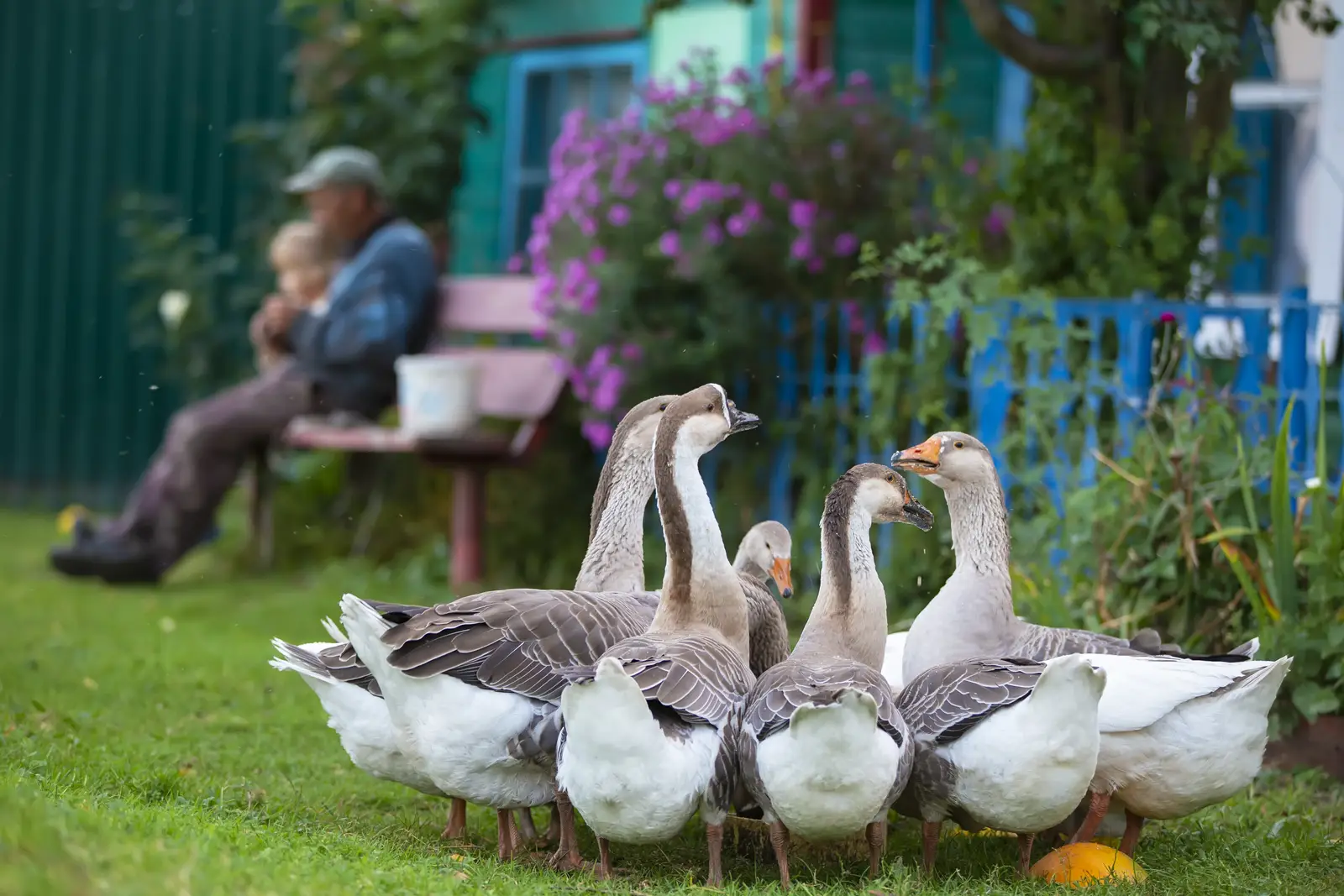 Canada geese control for nursing homes and hospice facilities