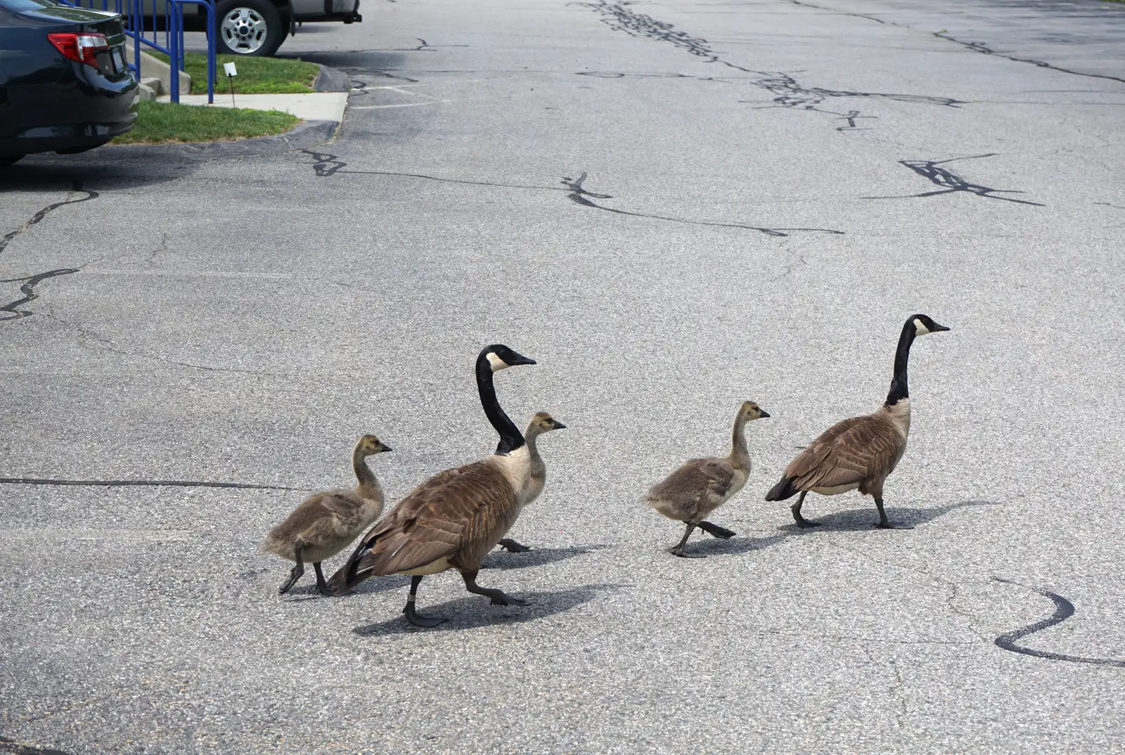Canada geese control for parking lots and garages