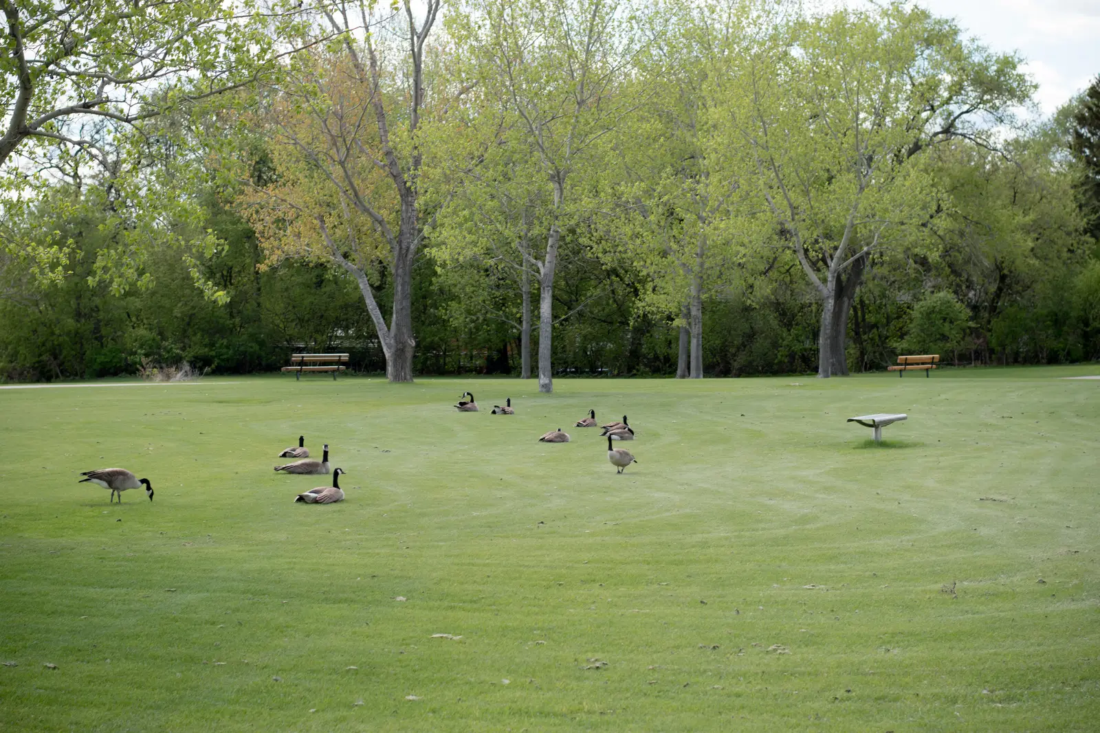 Canada geese control for parks departments
