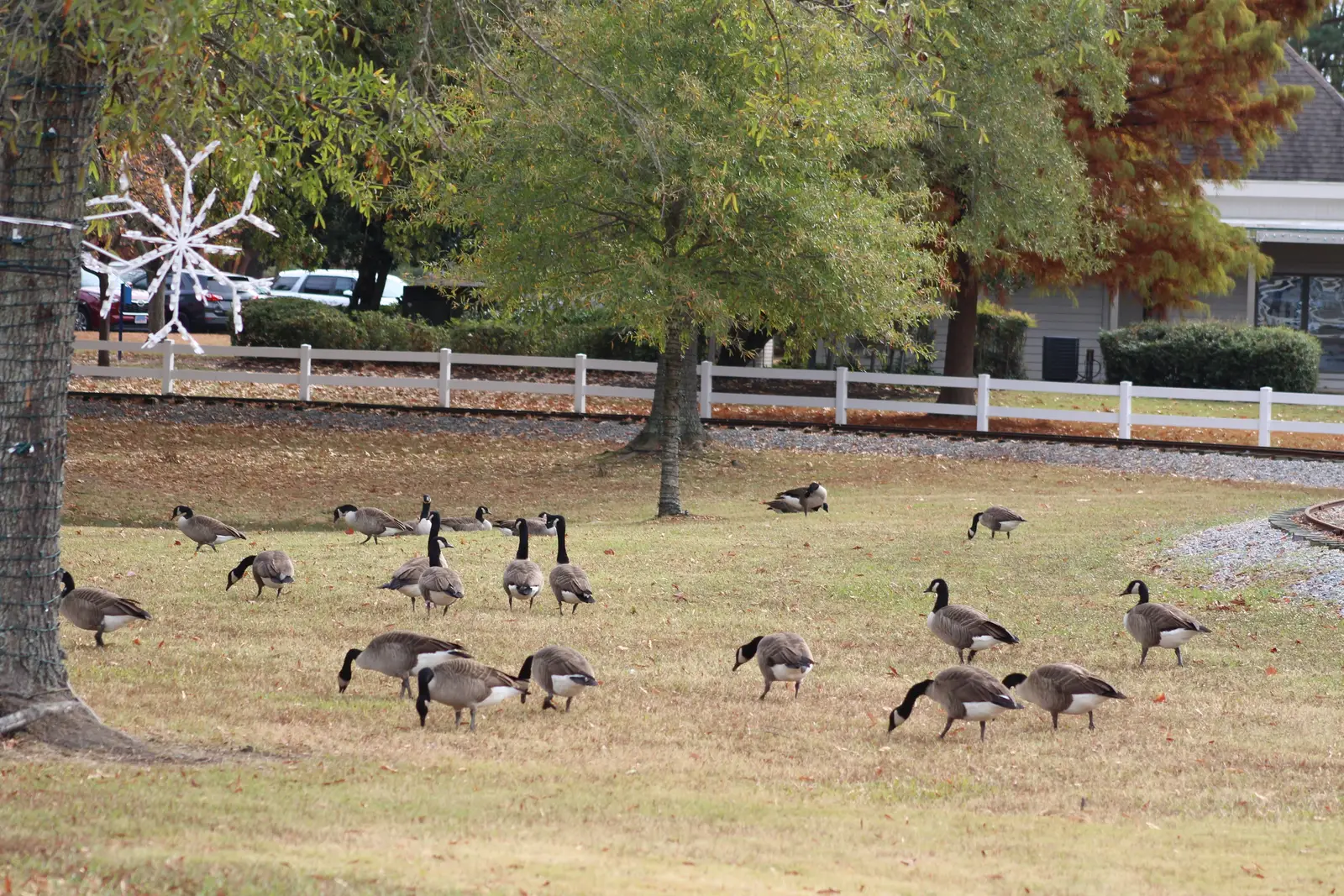 Canada geese control for parks and playgrounds