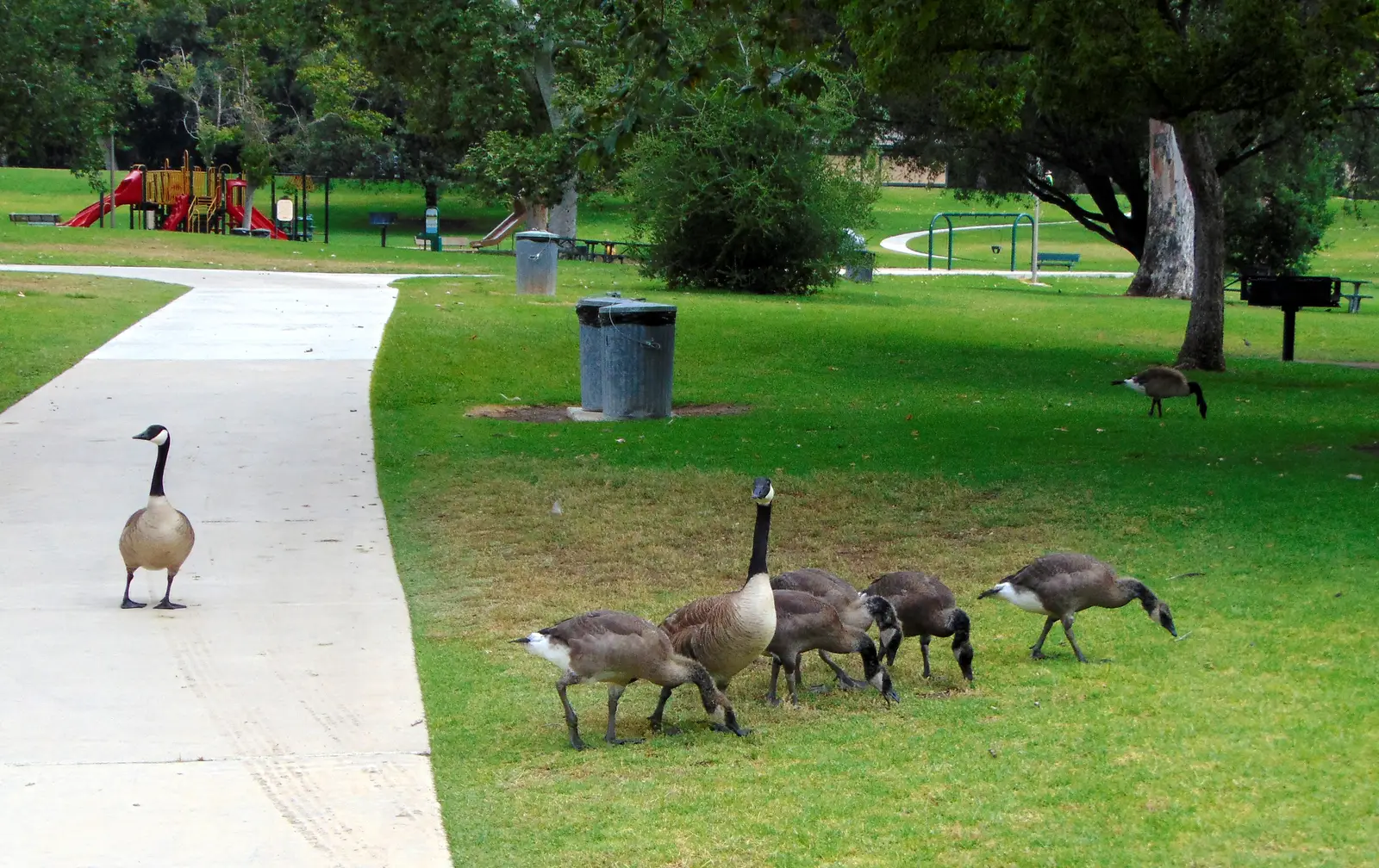 Working with parks and recreation staff