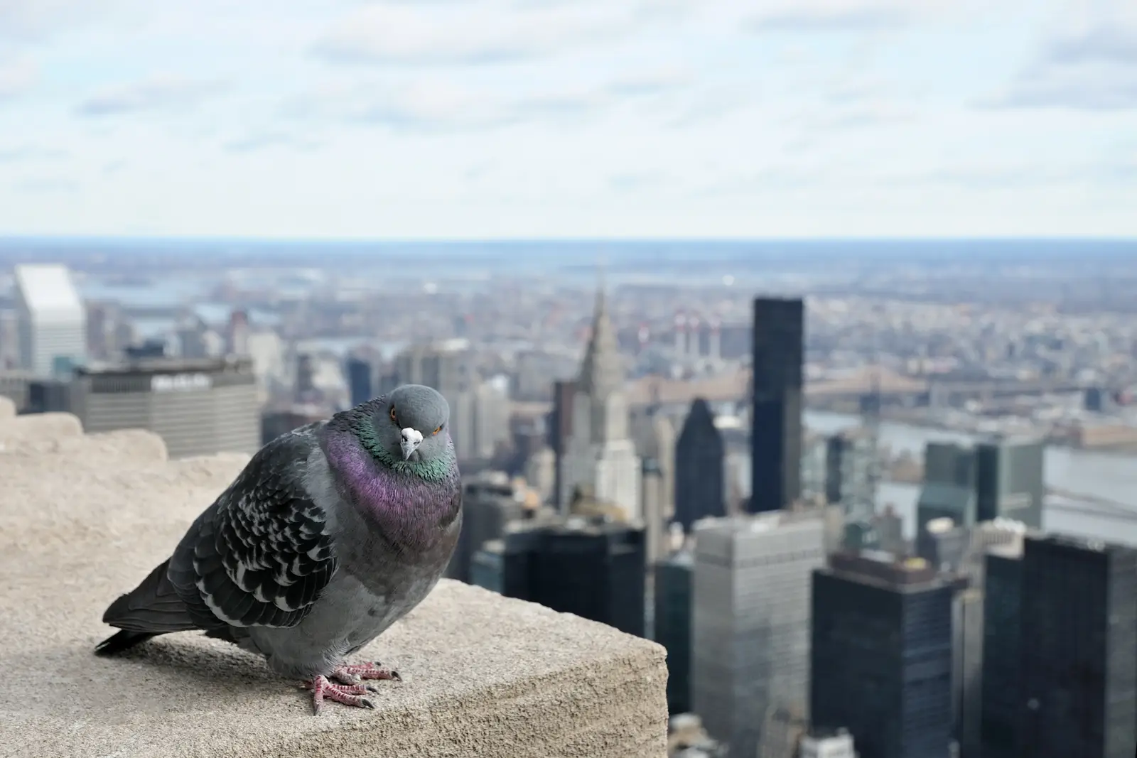Where birds typically nest