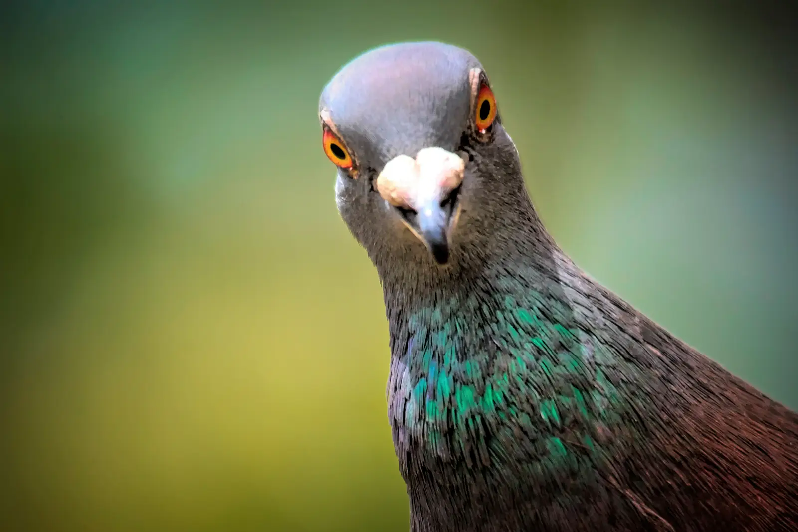 Bird control for a clean, safe swim season